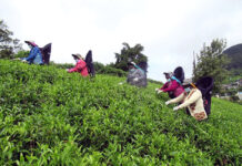 三井農林、スリランカ茶業界の復興支援へ100万円拠出 セイロンティーの名産地・スリランカのペドロ茶園(提供:三井農林)