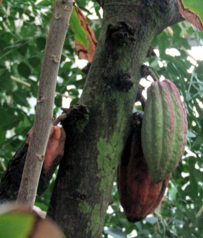 夢の島熱帯植物園に植わるカカオの木