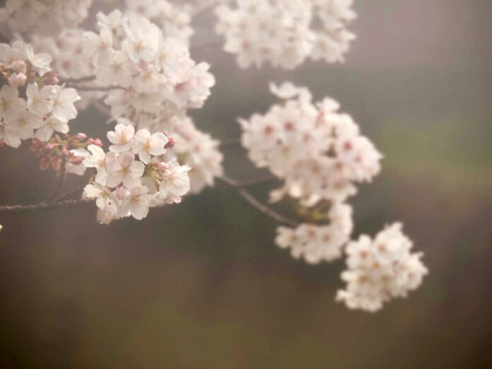 記憶に残る価値