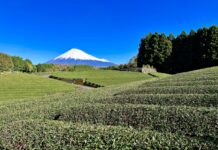 静岡茶市場 初取引 1kg平均9千円 電子入札をスタート 静岡茶市場 初取引 1kg平均9千円 電子入札をスタート