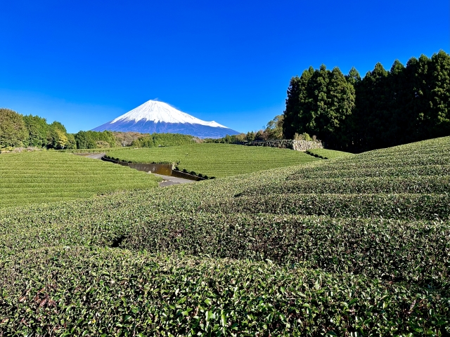 静岡茶市場 初取引 1kg平均9千円 電子入札をスタート