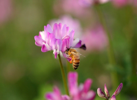 蜂蜜 ミツバチ不足で国産は大減産か 「純粋」偽装の輸入品排除へ一丸