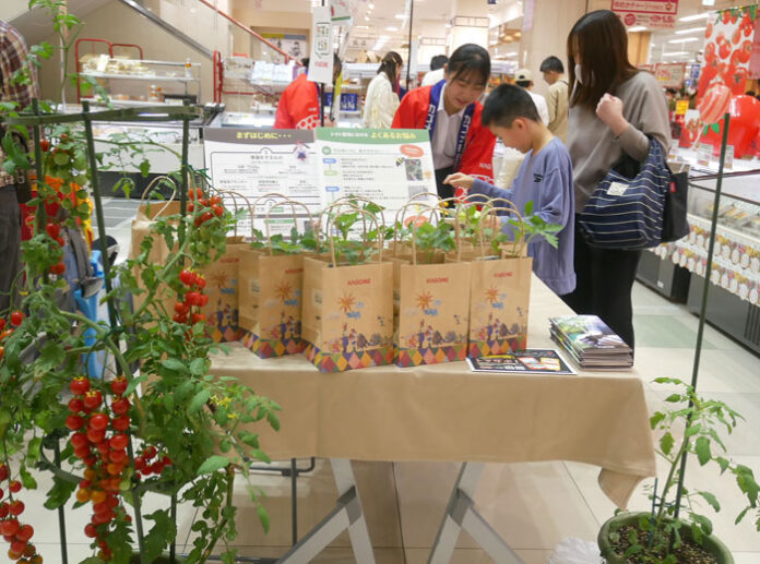 カゴメ中四国支店 店頭でトマト苗配布 地域と連携、学校でも