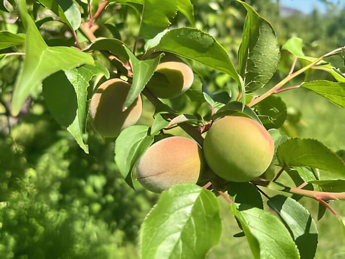 14日に着果調査を実施（JAわかやま提供）