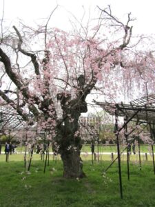 枝垂れ桜（御所桜）