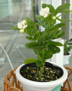 ジャスミンの花