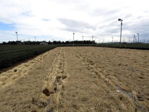 勝間田開拓茶農業協同組合の抜根した10アールの畑。新品種「しずゆたか」の苗木200本が定植される。