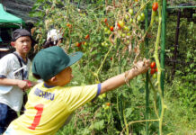 “植育”イベントの仕上げはとれたて野菜でラタトゥイユ カゴメ 4月に植えたトマトを収穫