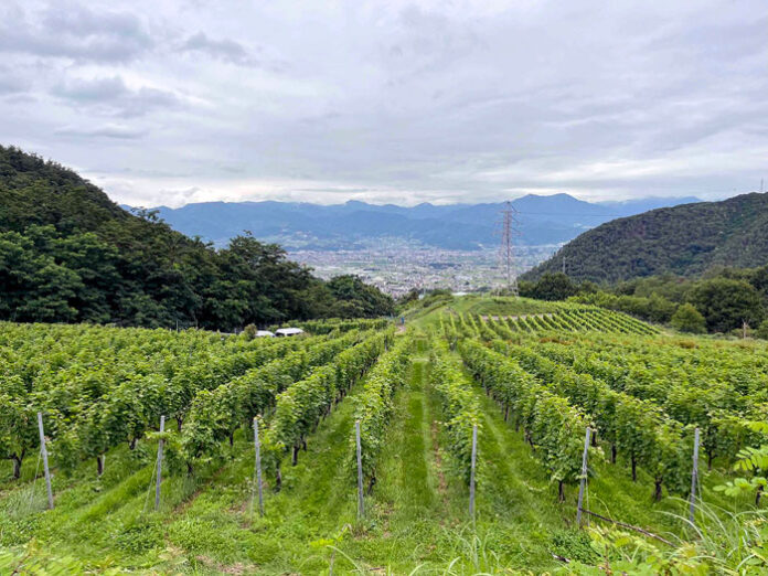 北向きの斜面に広がる城の平ヴィンヤード