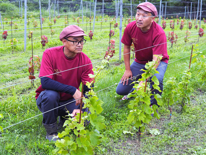 昨年植えたソワノワールを紹介する勝野泰朗製造部長㊧と小林弘憲氏