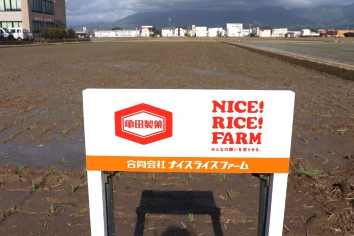 ナイスライスファームが借り受けている新潟県阿賀野市の田園