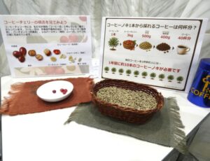 実物のコーヒーチェリーと生豆も展示