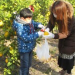 (9)収穫体験に参加する親子(大崎上島長) (9)収穫体験に参加する親子(大崎上島長)