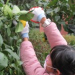 (16)東京・恵比寿ガーデンプレイス内の「サッポロ広場」でのレモン収穫体験の様子 (16)東京・恵比寿ガーデンプレイス内の「サッポロ広場」でのレモン収穫体験の様子