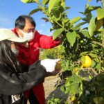 (8)収穫体験に参加する親子と征矢真一前社長(大崎上島町) (8)収穫体験に参加する親子と征矢真一前社長(大崎上島町)