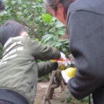 (17)東京・恵比寿ガーデンプレイス内の「サッポロ広場」でのレモン収穫体験の様子 (17)東京・恵比寿ガーデンプレイス内の「サッポロ広場」でのレモン収穫体験の様子