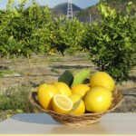 (10)大崎上島町にあるポッカサッポロの自社農園で収穫されたレモン (10)大崎上島町にあるポッカサッポロの自社農園で収穫されたレモン