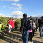 (6)大崎上島にあるポッカサッポロの自社農園で参加親子と収穫体験に臨む広島東洋カープの遠藤淳志選手 (6)大崎上島にあるポッカサッポロの自社農園で参加親子と収穫体験に臨む広島東洋カープの遠藤淳志選手