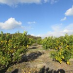 (5)大崎上島にあるポッカサッポロの自社農園 (5)大崎上島にあるポッカサッポロの自社農園